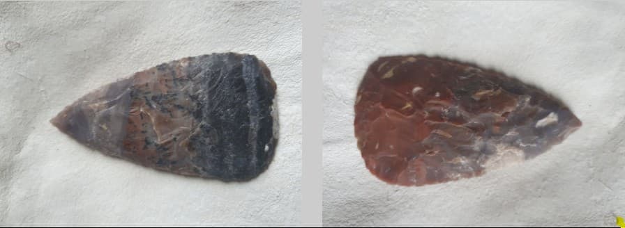 Bifaces reproduction